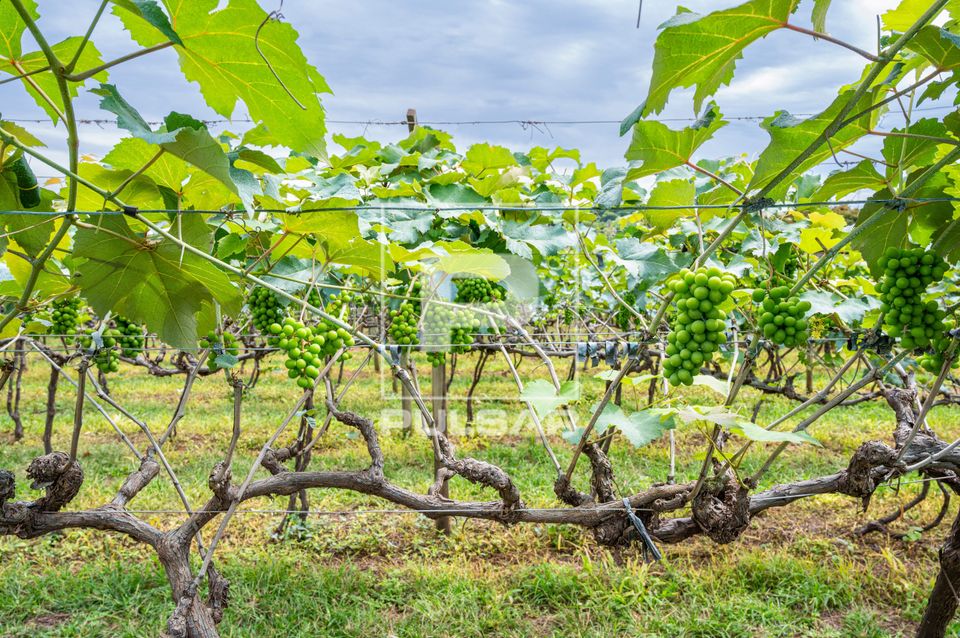 Plantação de uvas - circuitos das frutas