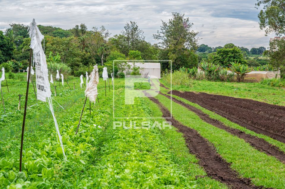 Horta orgânica no Vale Verde - área de produção agrícola voltada à agroecologia com destaque para o cult