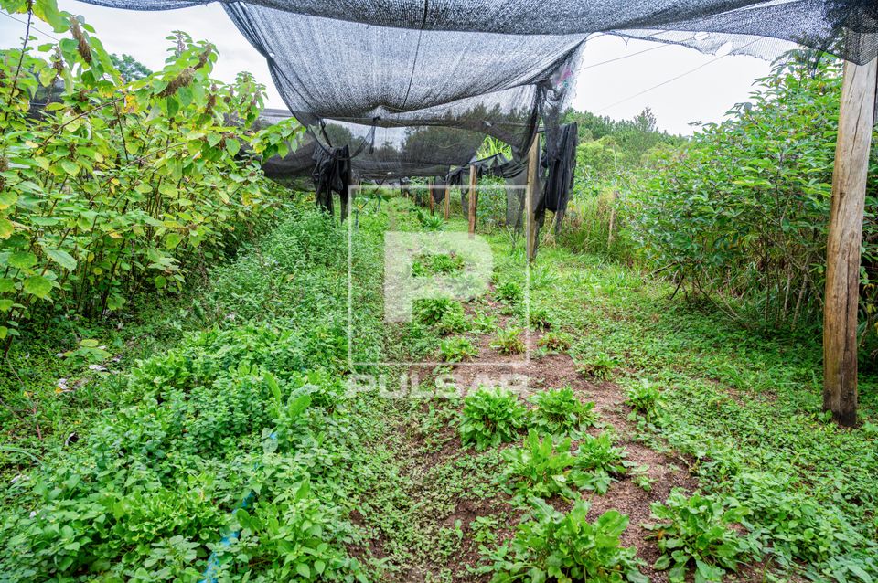 Horta orgânica no Vale Verde - área de produção agrícola voltada à agroecologia com destaque para o cult