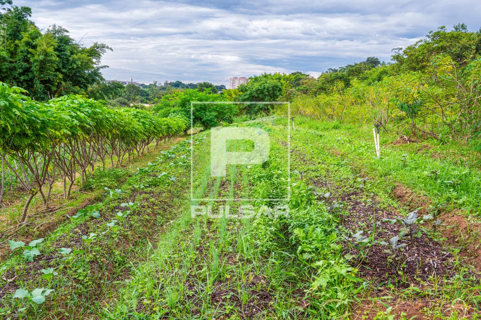 Plantação no Vale Verde - área de produção agrícola voltada à agroecologia e plantas alimentícias não