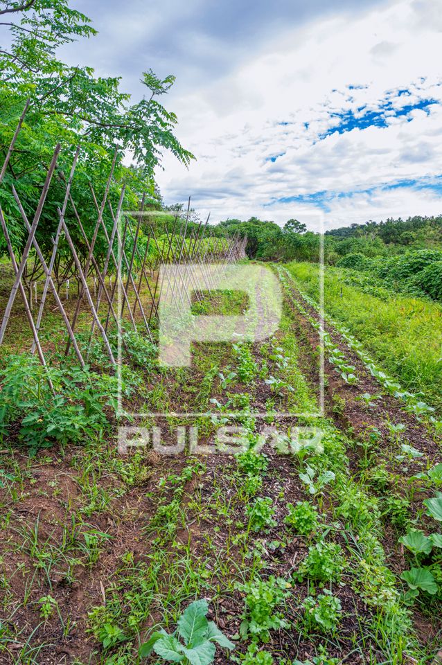Plantação de verduras no Vale Verde - área de produção agrícola voltada à agroecologia e plantas alimen