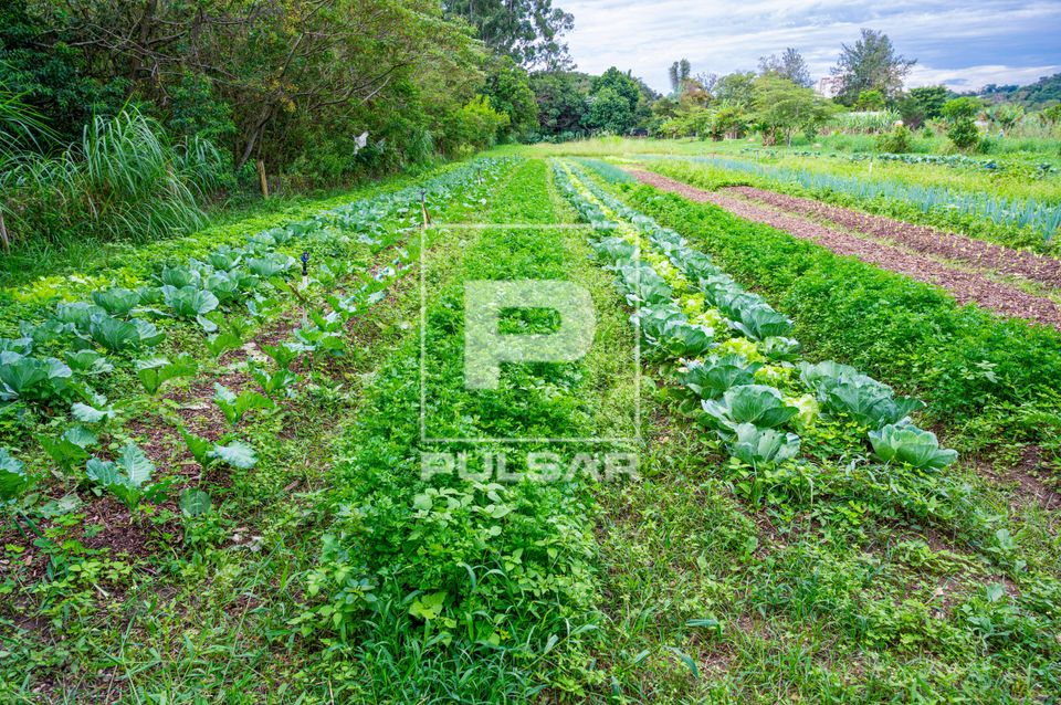 Plantação de verduras no Vale Verde - área de produção agrícola voltada à agroecologia e plantas alimen