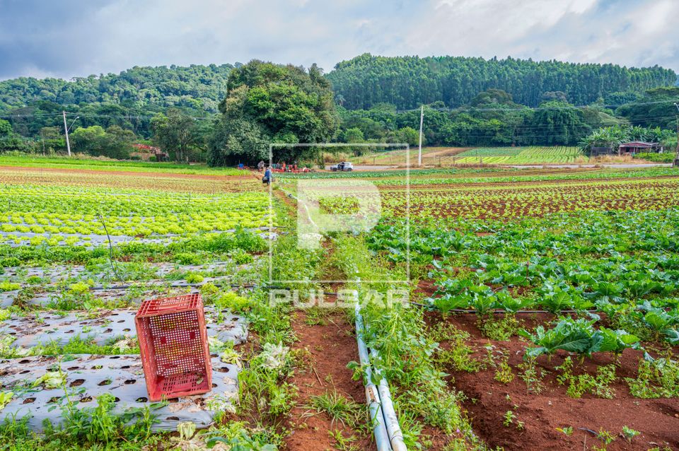 Plantação de alface e couve em propriedade de agricultura familiar