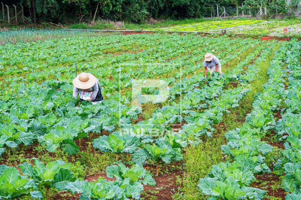Trabalhadores rurais durante colheita de couve em propriedade de agricultura familiar
