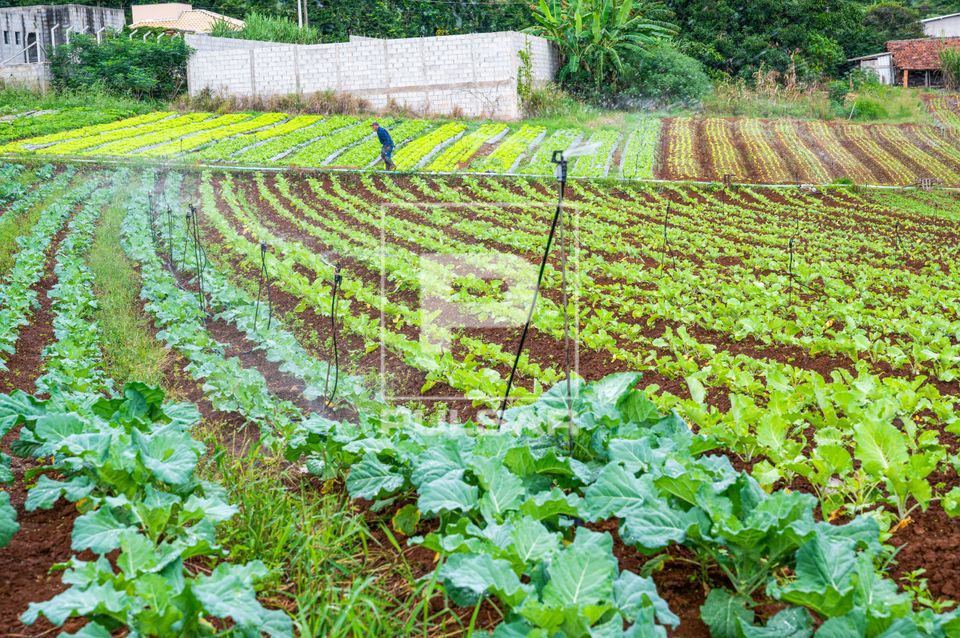 Plantação de couve sendo irrigada em propriedade de agricultura familiar