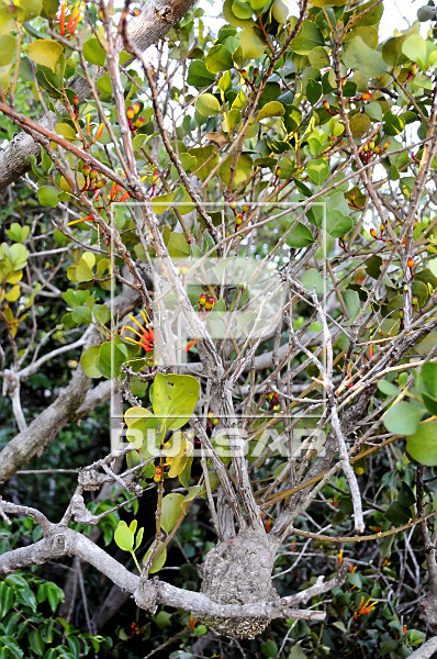 Cherco - planta parasita