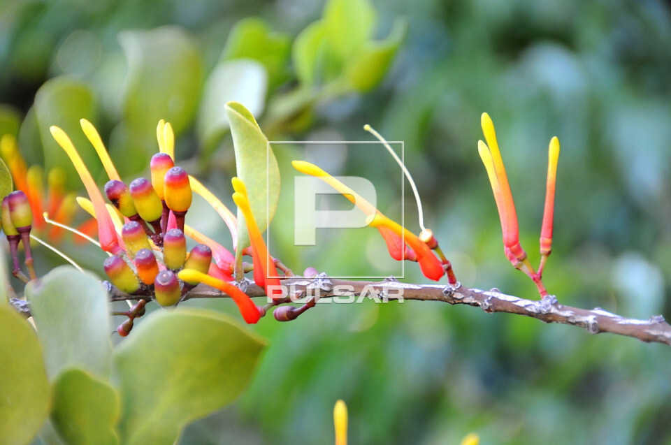 Cherco - planta parasita