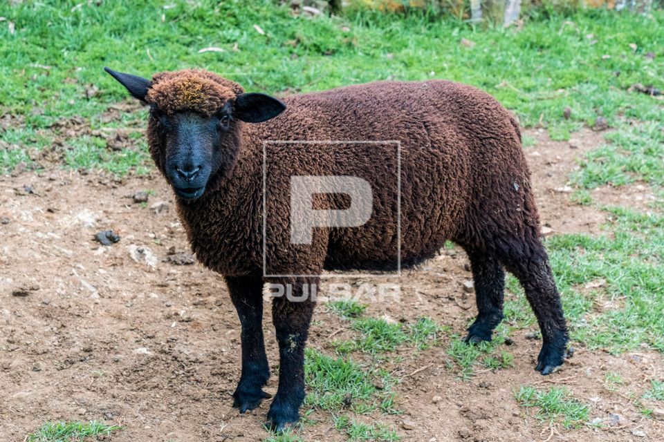 Ovelha da raça Texel em fazenda na Coxilha Rica