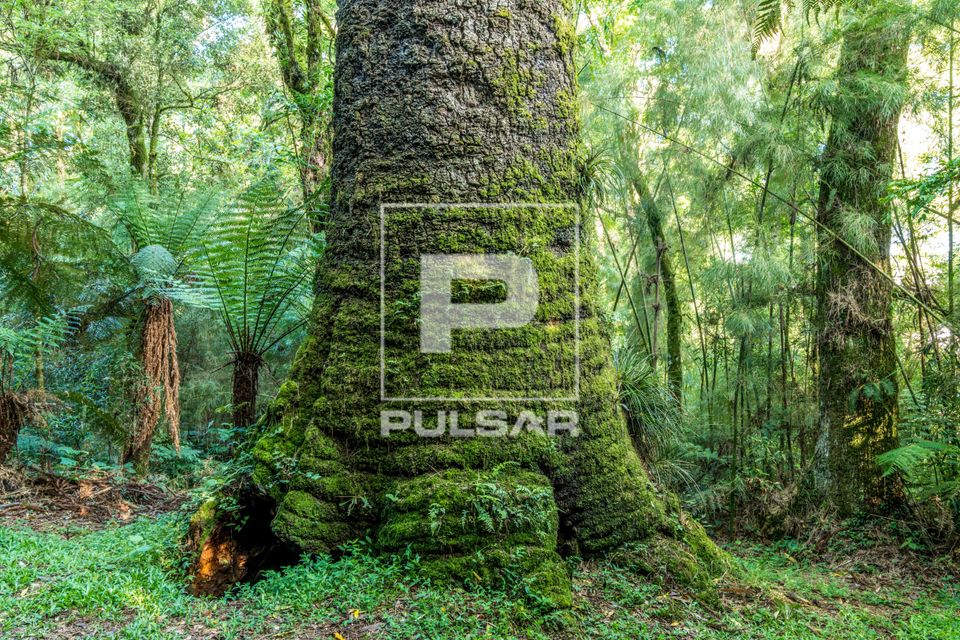 Tronco de araucária gigante - Parque Ecológico Floresta René Frey - planalto serrano
