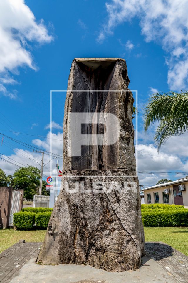 Tronco da árvore Imbuia de 535 anos na sede da Policia Militar Ambiental - bairro Vila Remor