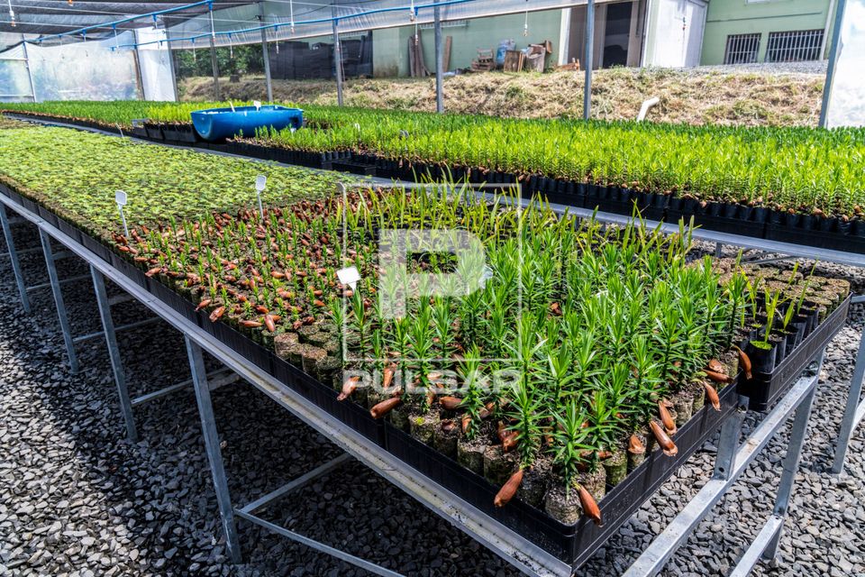 Viveiro do Centro Vianei de Educação Popular com espécies nativas da floresta ombrófila mista