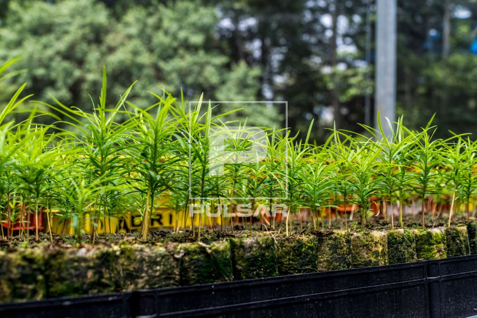 Mudas de pinheiro-bravo no viveiro do Centro Vianei de Educação Popular - Podocarpus sp