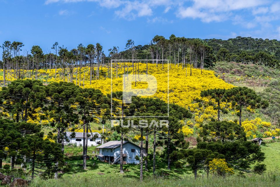Araucárias e campos cobertos com Maria-mole na primavera - planalto serrano
