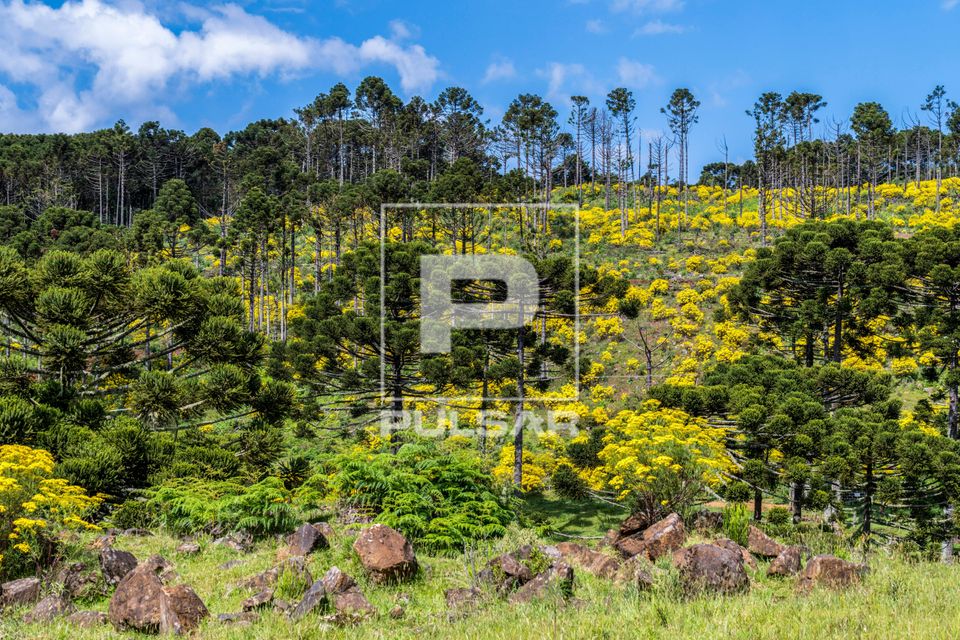 Araucárias e campos cobertos com Maria-mole na primavera - planalto serrano