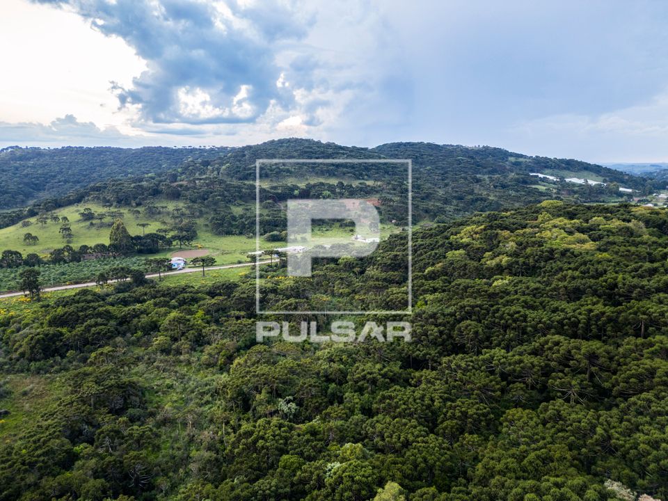 Vista de drone de floresta de araucárias ou Floresta Ombrófila Mista