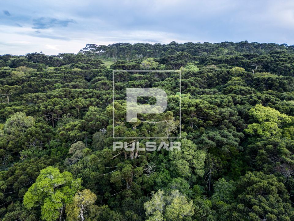 Vista de drone de floresta de araucárias ou Floresta Ombrófila Mista