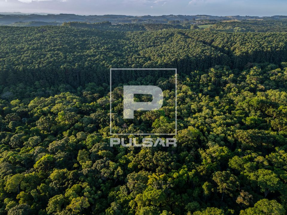 Plantação de eucalipto no entorno da FLONA Floresta Nacional de Chapecó - floresta estacional decidual