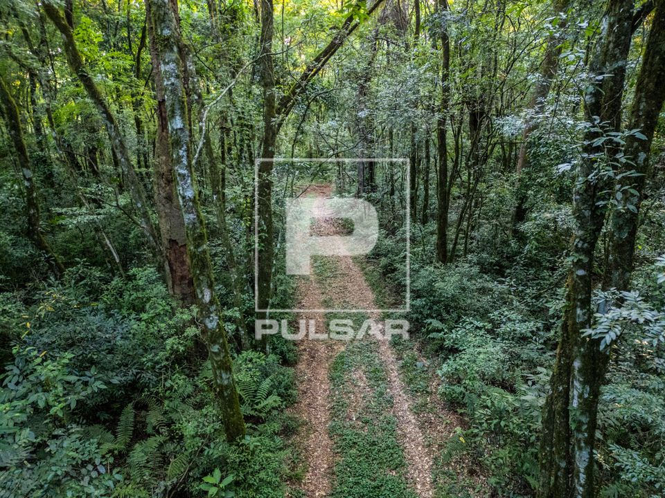 Trilha do Angicão na FLONA Floresta Nacional de Chapecó - floresta estacional decidual