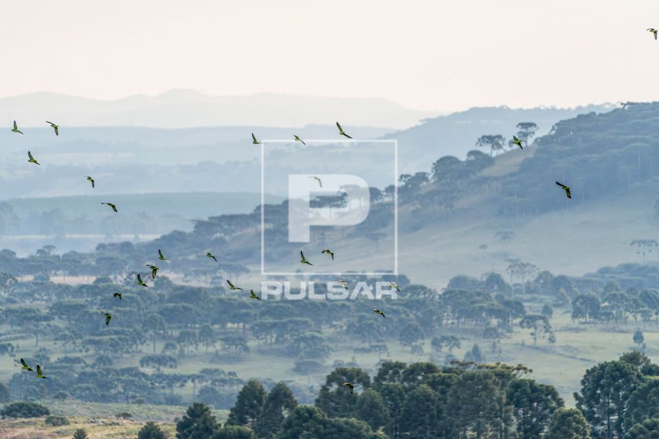 Revoada de papagaio-charão - também conhecido como papagaio-da-serra