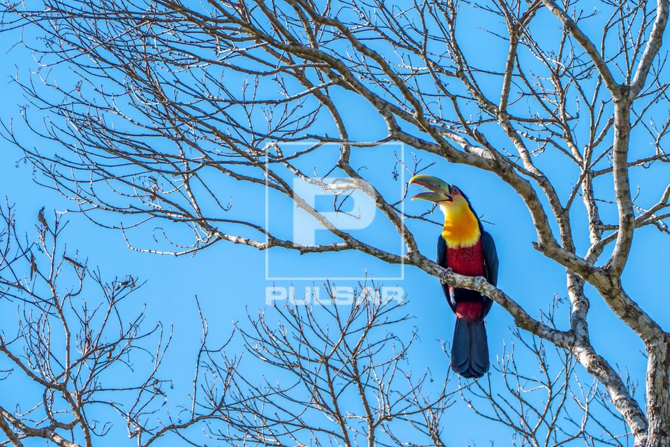 Tucano-de-bico-verde 