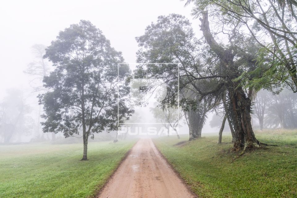 Árvores em chácara secular sob forte neblina