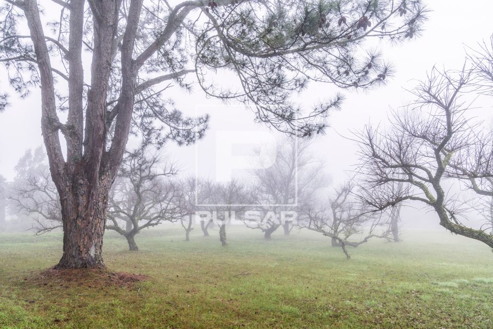 Árvores sob neblina em chácara 