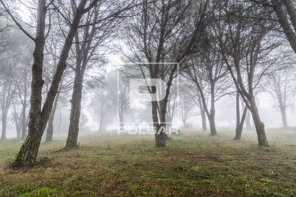 Árvores sob neblina em chácara 