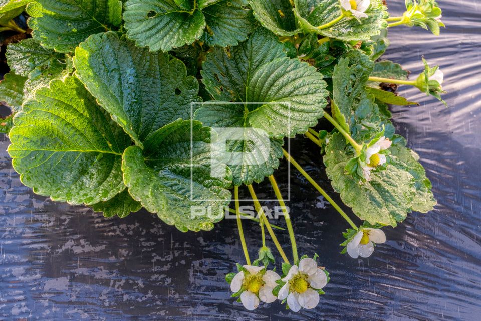 Plantação de morangos em estufa