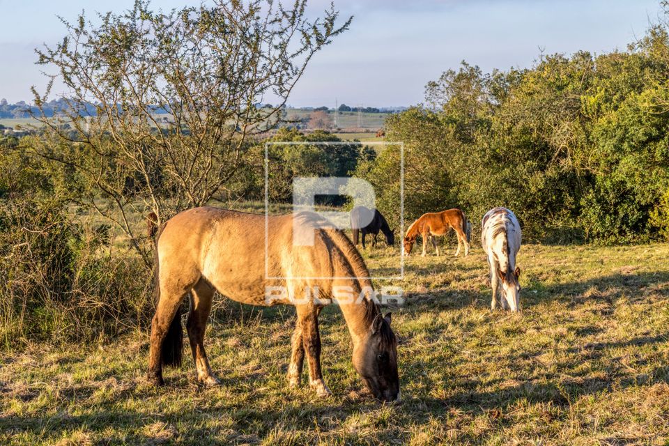 Cavalos pastando em chacará