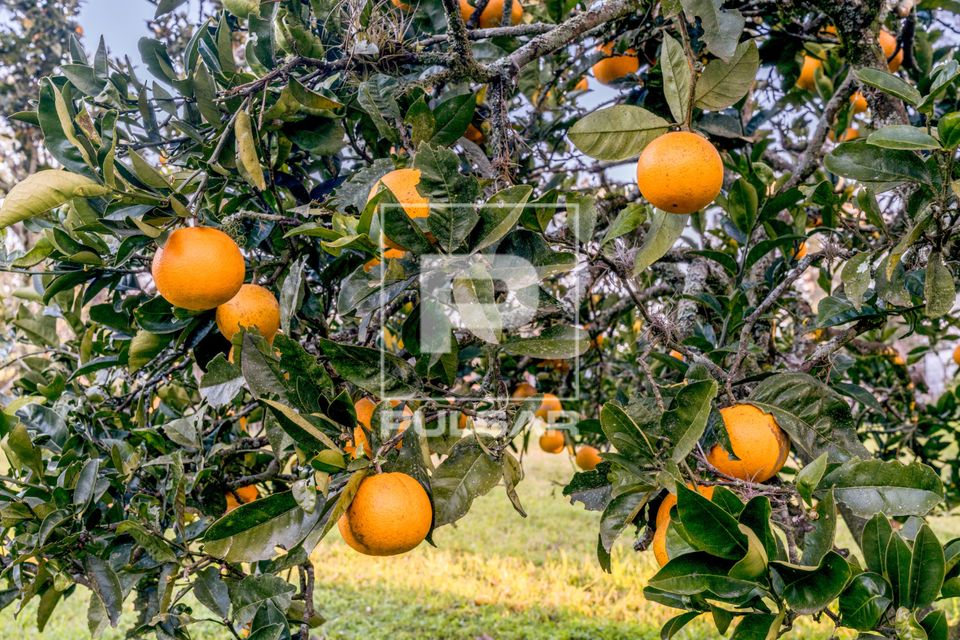Laranjeira com frutos