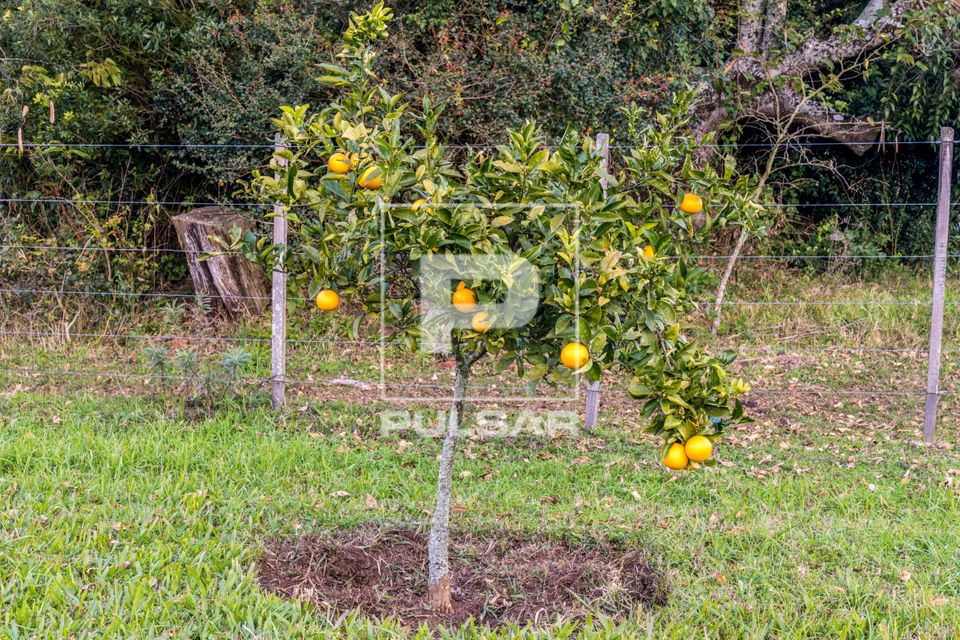 Laranjeira com frutos