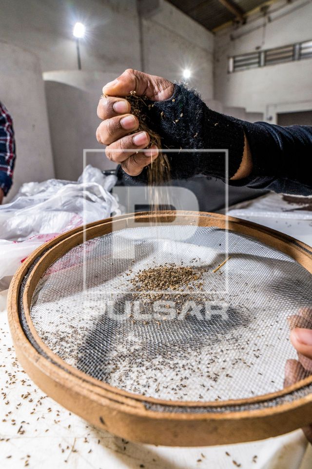 Seleção de sementes em cooperativa de agricultores do MST pioneira em produção de sementes agroecológicas
