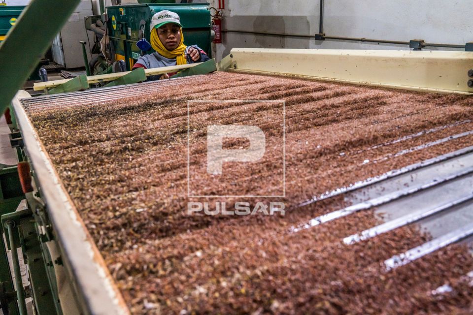 Mesa de gravidade em operação na cooperativa de agricultores do MST pioneira em produção de sementes agroe