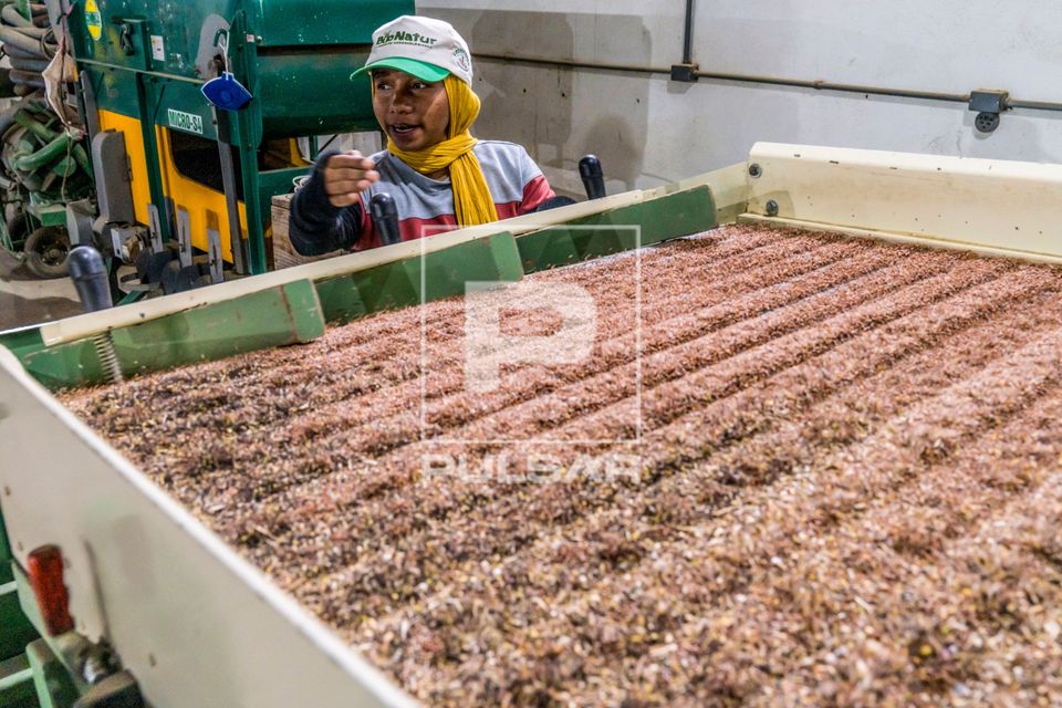Trabalhadora operando mesa de gravidade em operação na cooperativa de agricultores do MST pioneira em produ�