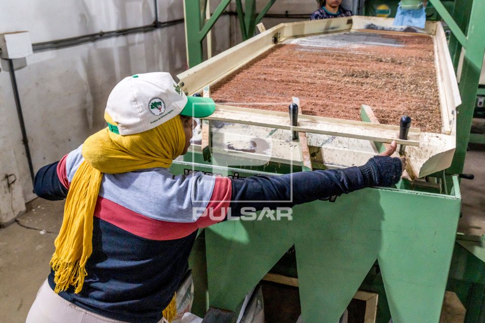 Trabalhadora operando mesa de gravidade na cooperativa de agricultores do MST pioneira em produção de sement