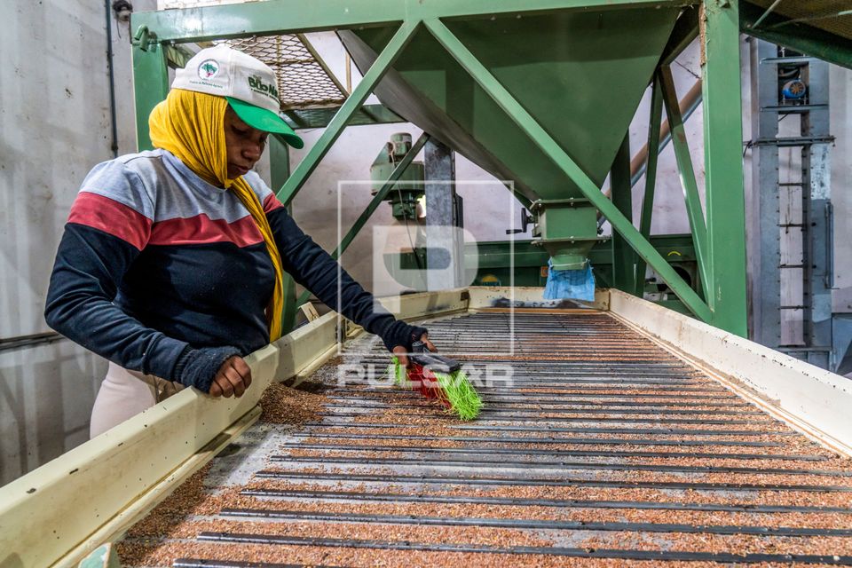 Trabalhadora fazendo limpeza na mesa de gravidade na cooperativa de agricultores do MST pioneira em produção