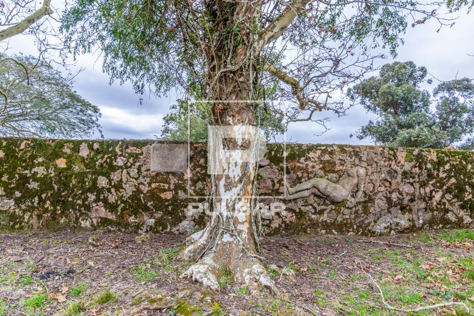 Tronco e árvore e mangueira feita de pedra em estância de 1790 