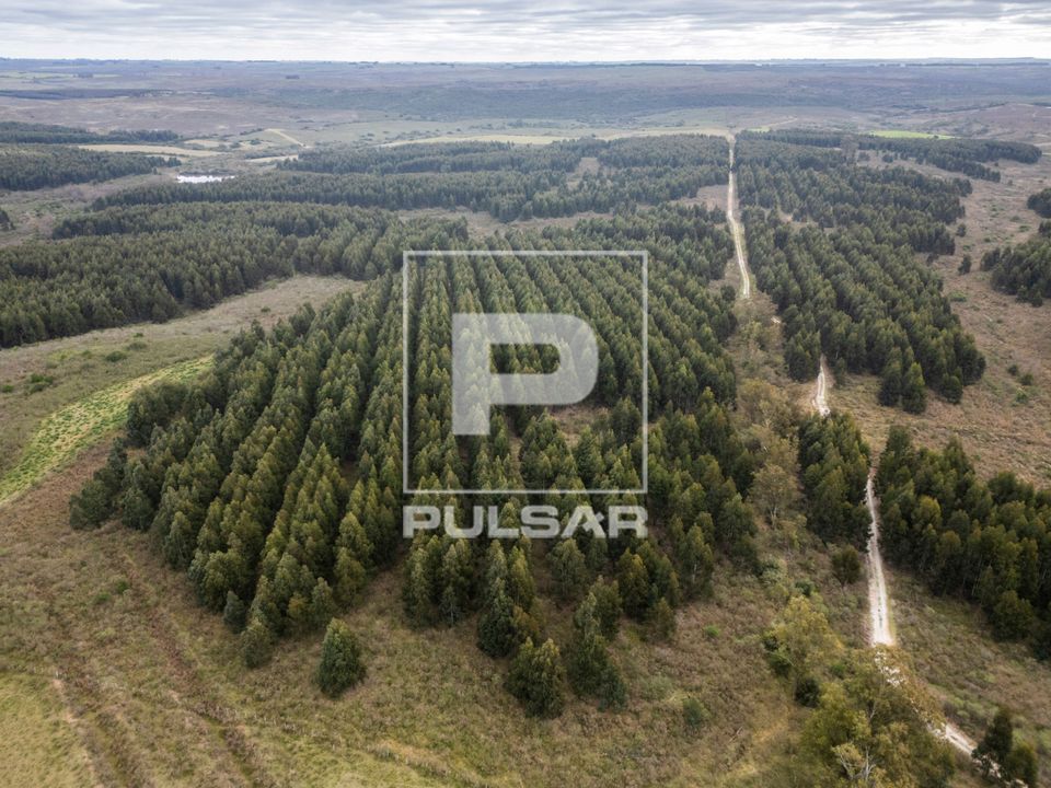 Vista de drone de plantação de eucaliptos em estância