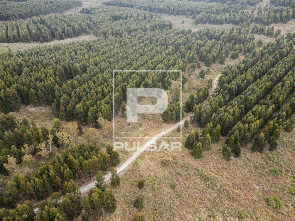 Vista de drone de plantação de eucaliptos em estância