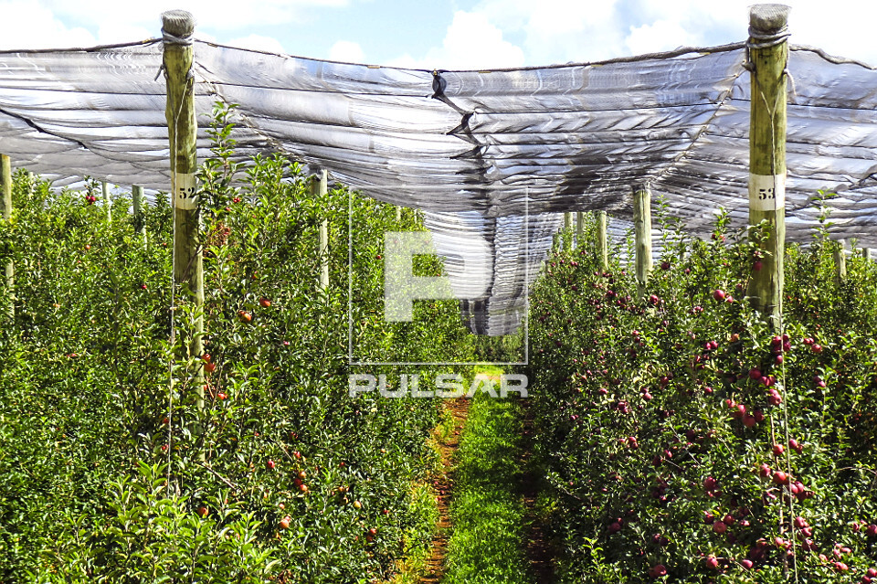 Plantação de maçã - 