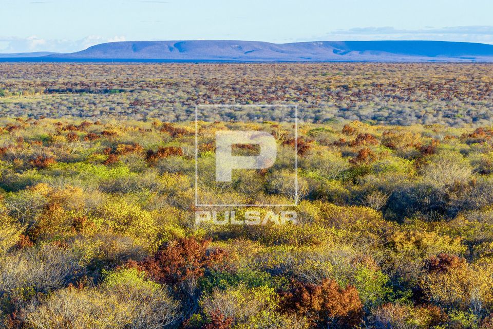 Vista de drone da mata de caatinga secando no fim do outono - Parque Nacional da Serra da Capivara