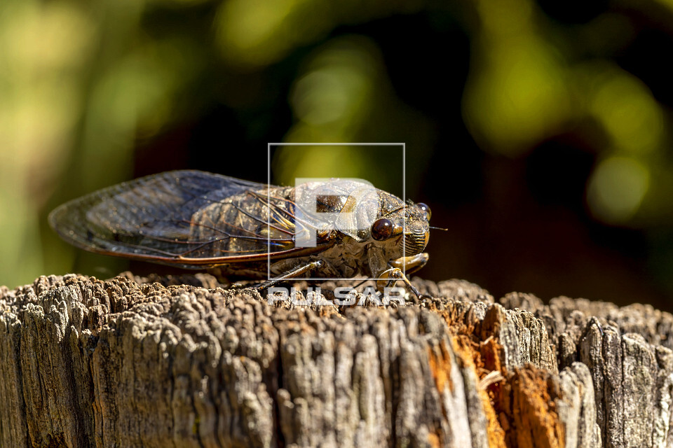 Cigarra no Parque estadual Morro do Diabo - 