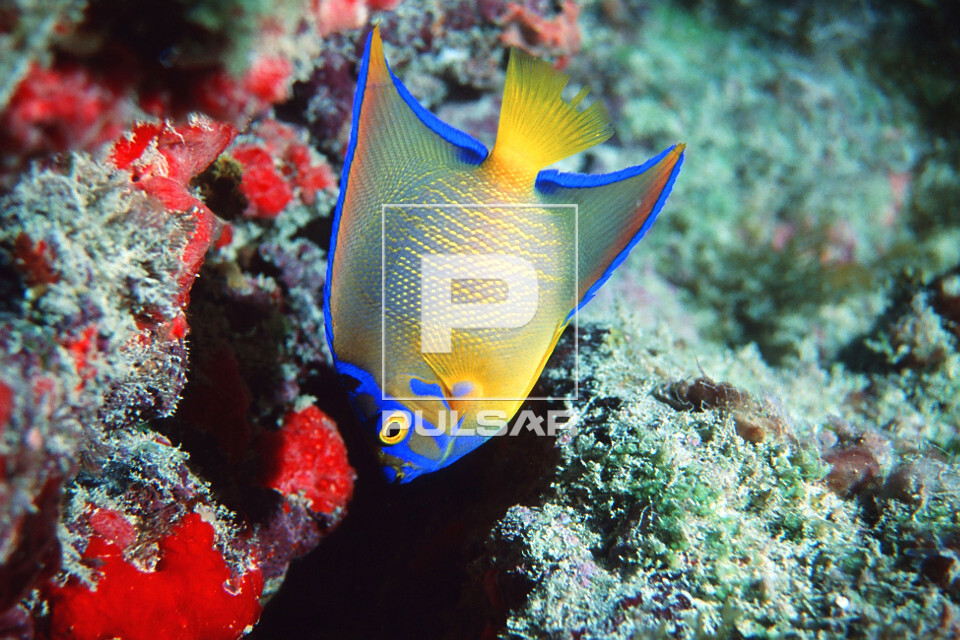 Filhote de peixe anjo - Holacanthus ciliaris - ou ciliares amarelo - Abrolhos