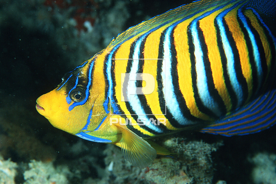 Peixe-anjo - Pygoplites diacanthus - Ilhas Similan