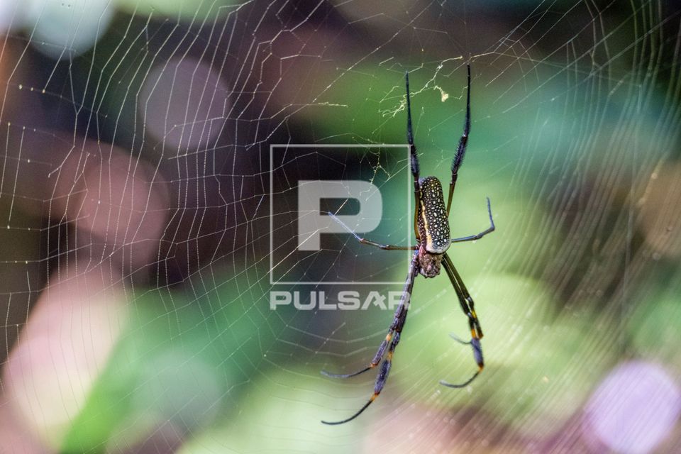 Aranha-da-teia-dourada ou aranha-do-fio-de-ouro - Trichonephila sp - mata atlântica