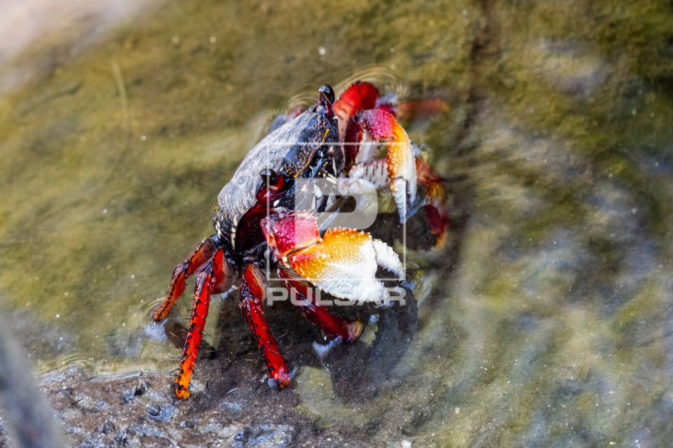 Aratu-vermelho ou aratu-do-mangue ou maria-mulata - vive no manguezal e área estuarina