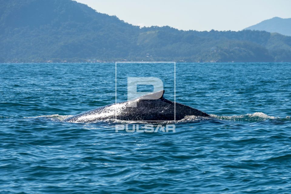 Avistamento da Baleia-jubarte no canal de São Sebastião - entre maio e agosto