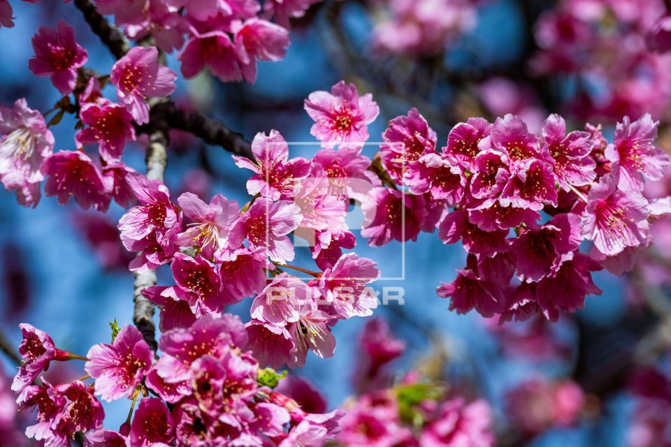 Cerejeira em flor