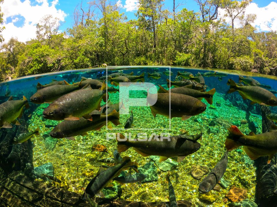 Cardume de piaraputangas e linha da água no Rio da Prata - 
