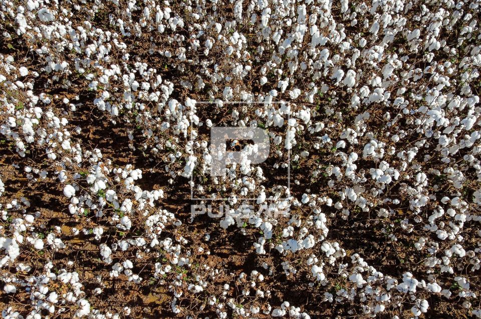 Vista de drone de plantação de algodão
